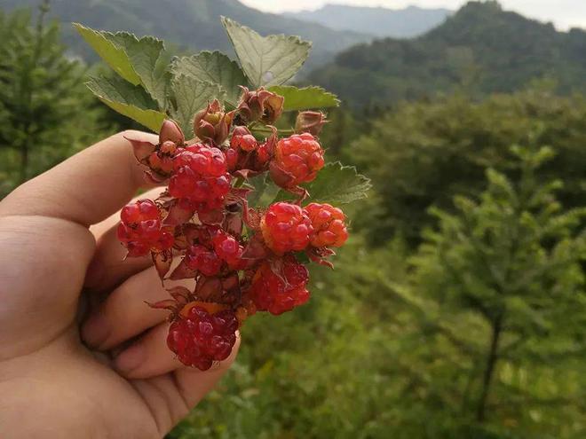 澳门新葡萄新京6663这种长树上的草莓曾是儿时的零食如今成名贵水果你吃过吗？(图2)