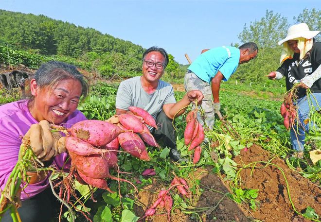 澳门·新葡萄新京6663「中国」官方网站高清大图来欣赏~葡萄蜜薯无花果辣椒梨熟啦(图3)