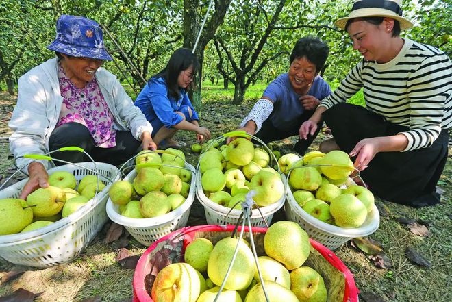 澳门·新葡萄新京6663「中国」官方网站高清大图来欣赏~葡萄蜜薯无花果辣椒梨熟啦(图6)