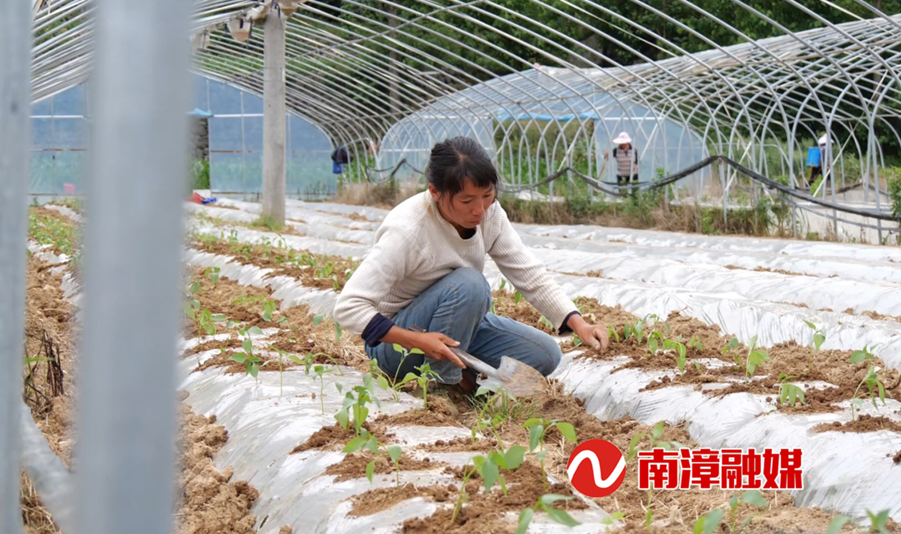 澳门新葡萄新京6663湖北南漳：高山蔬菜种出好“钱”景(图3)