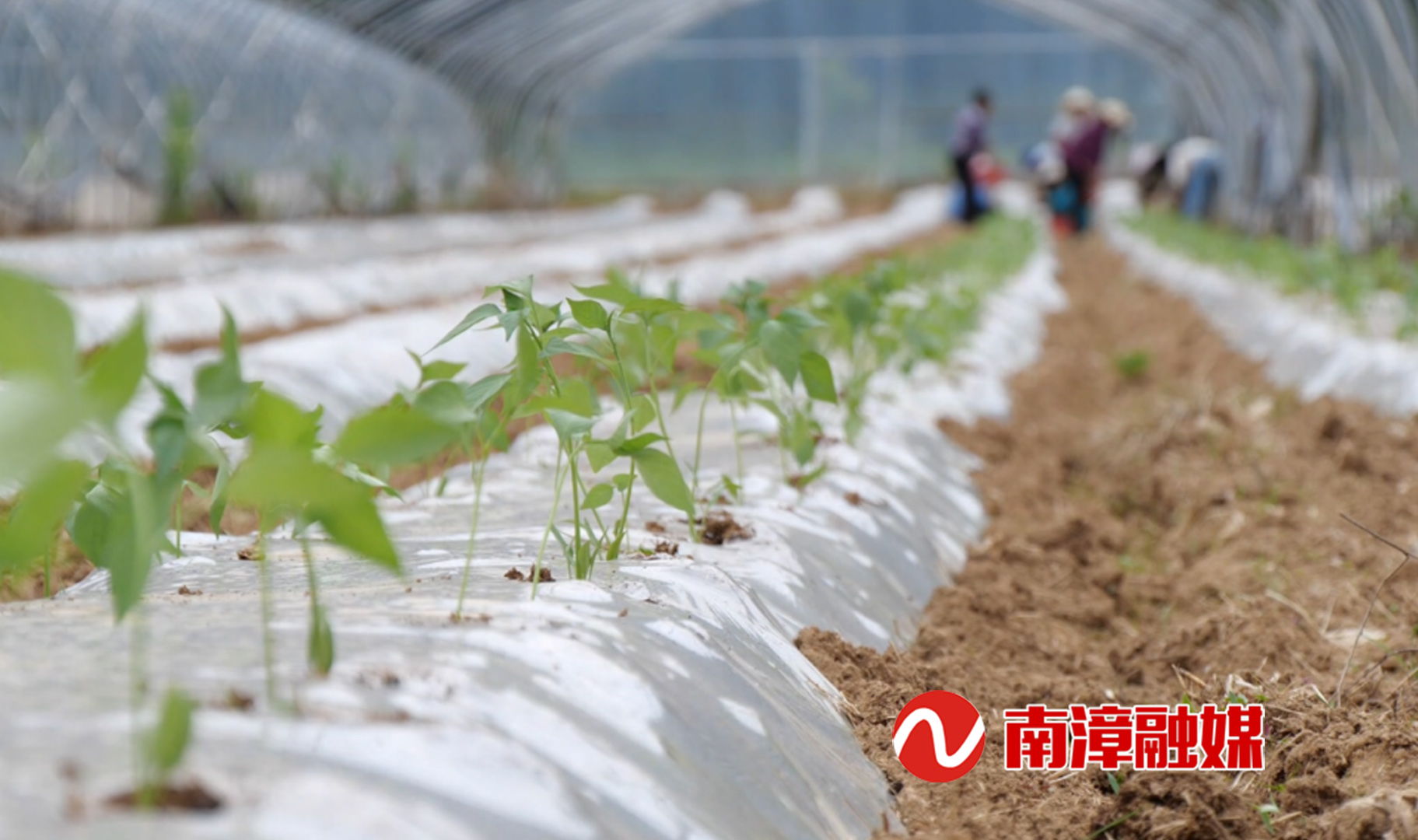 澳门新葡萄新京6663湖北南漳：高山蔬菜种出好“钱”景(图1)