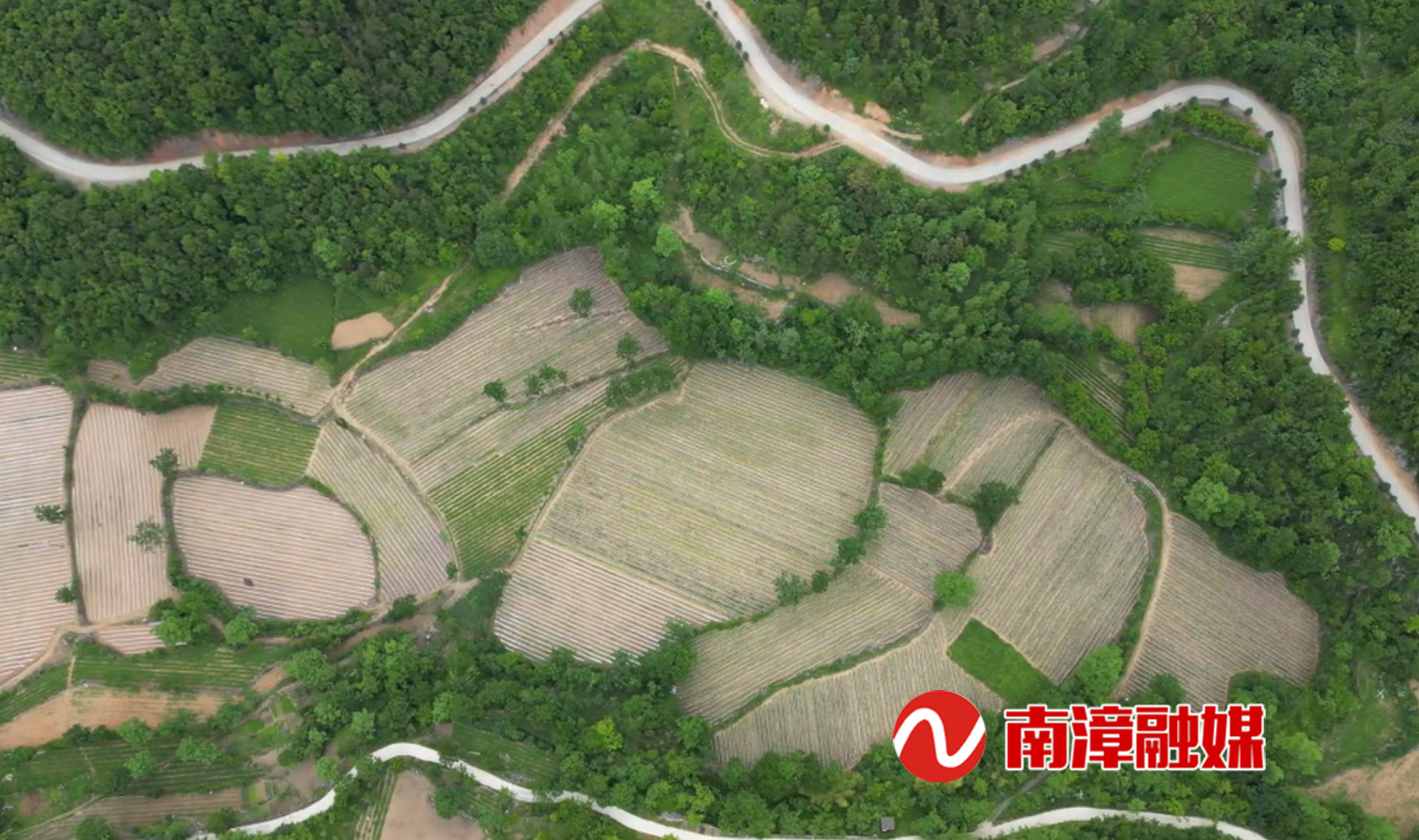 澳门新葡萄新京6663湖北南漳：高山蔬菜种出好“钱”景(图2)