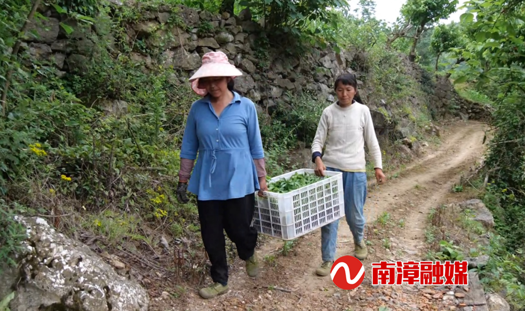 澳门新葡萄新京6663湖北南漳：高山蔬菜种出好“钱”景(图7)